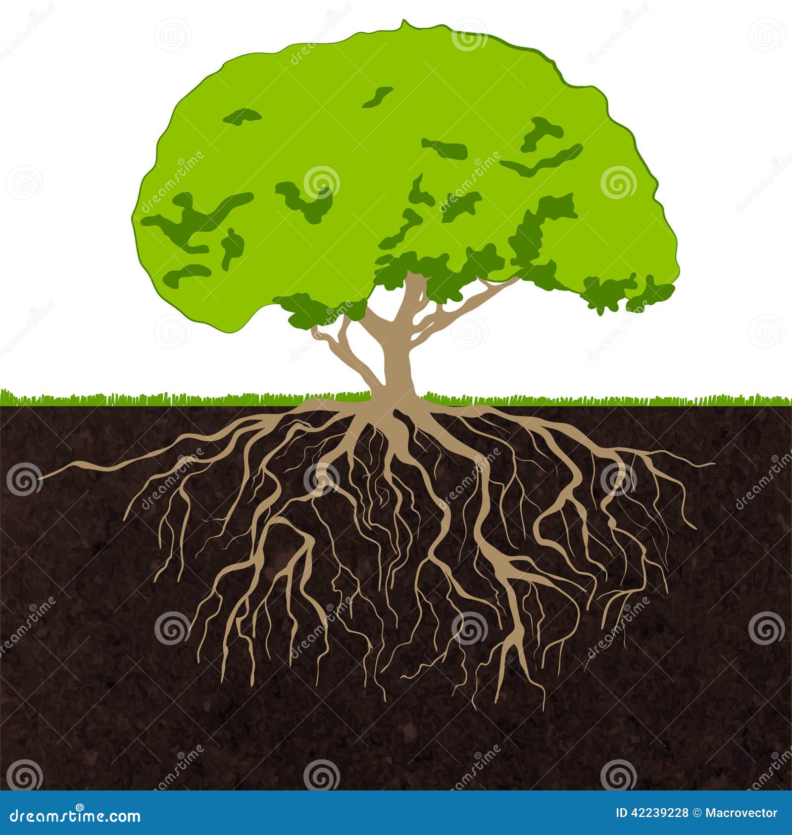 Searching for the Ideal Oak | Tree with roots drawing, Roots drawing, Tree  drawing