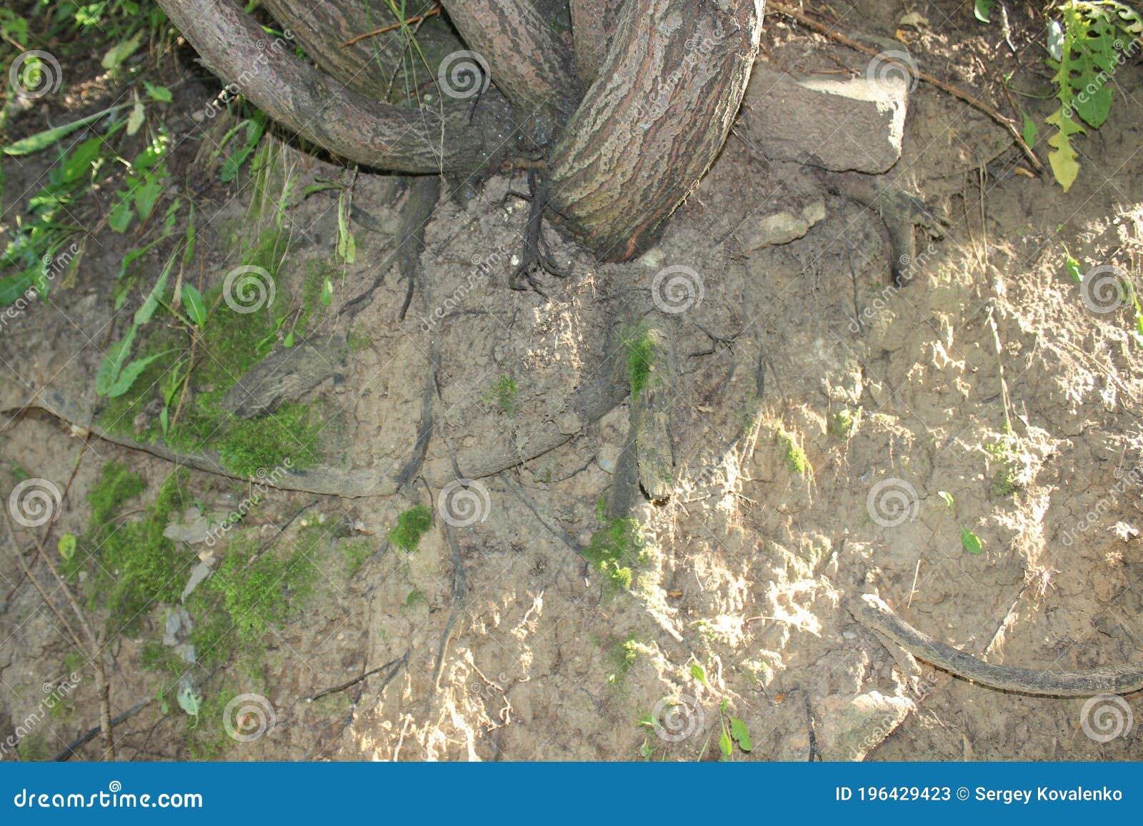 Tree Roots on the Surface of the Earth. Russia. Stock Image Image of