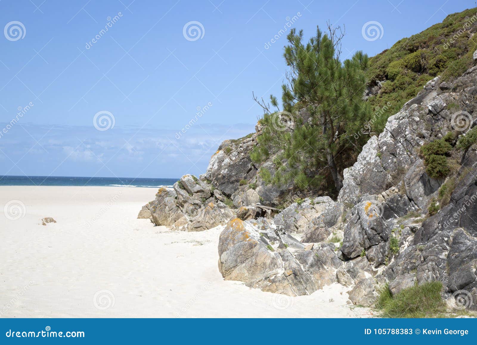 tree at rostro beach; finisterre; costa de la muerte; galicia