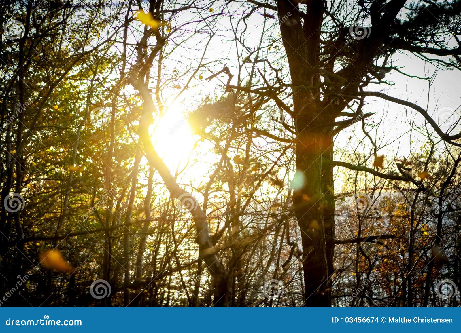 TreeÂ´s Watching the Sunset Stock Photo Image of tree, stand 103456674