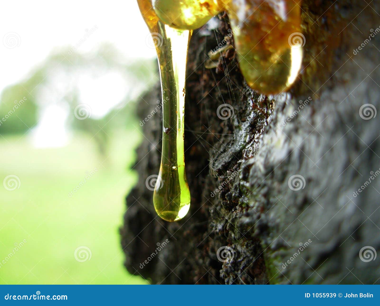 Tree sap stock image. Image of summer, yellow, wood ...