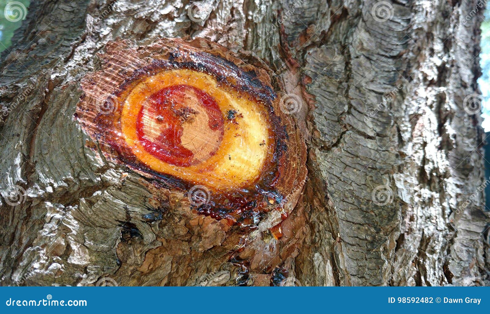 picture Red Tree Sap https www dreamstime com stock photo tree sap colorful pattern sticky red amber glistening yellow close up bark gray circular trimmed branch live nature image98592482