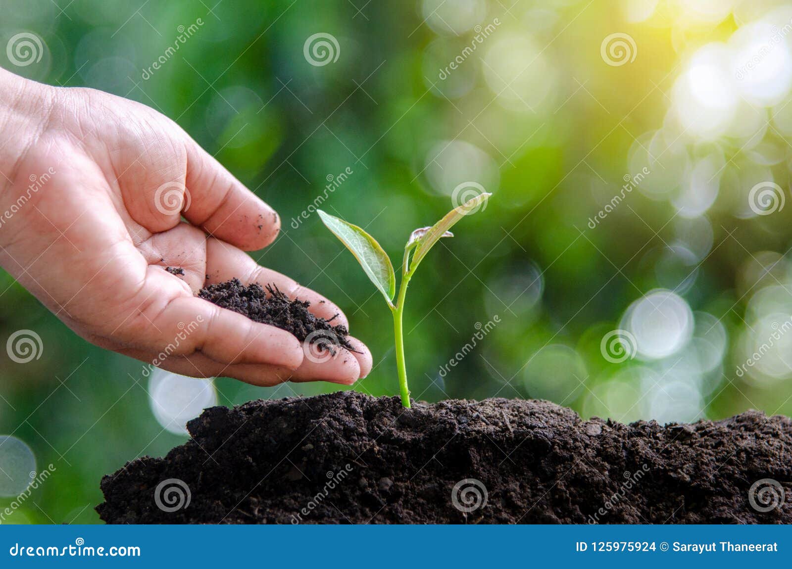 tree sapling hand planting sprout in soil with sunset close up male hand planting young tree over green background