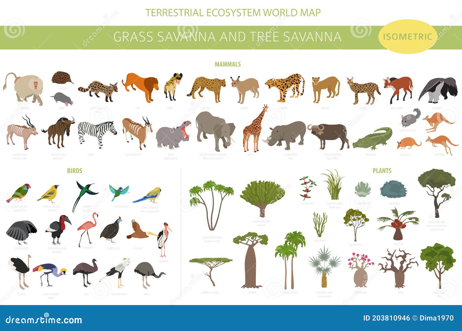 Tree Savanna and Grass Savanna Biome, Natural Region Isometric 3d Infographic. Woodland and Grassland Savannah, Prarie, Pampa Stock Vector - Illustration of africa, america: 203810946 Tree Savanna and Grass Savanna Biome, Natural Region Isometric 3d Infographic. Woodland and Grassland Savannah, Prarie, Pampa Stock Vector - Illustration of africa, america: 203810946