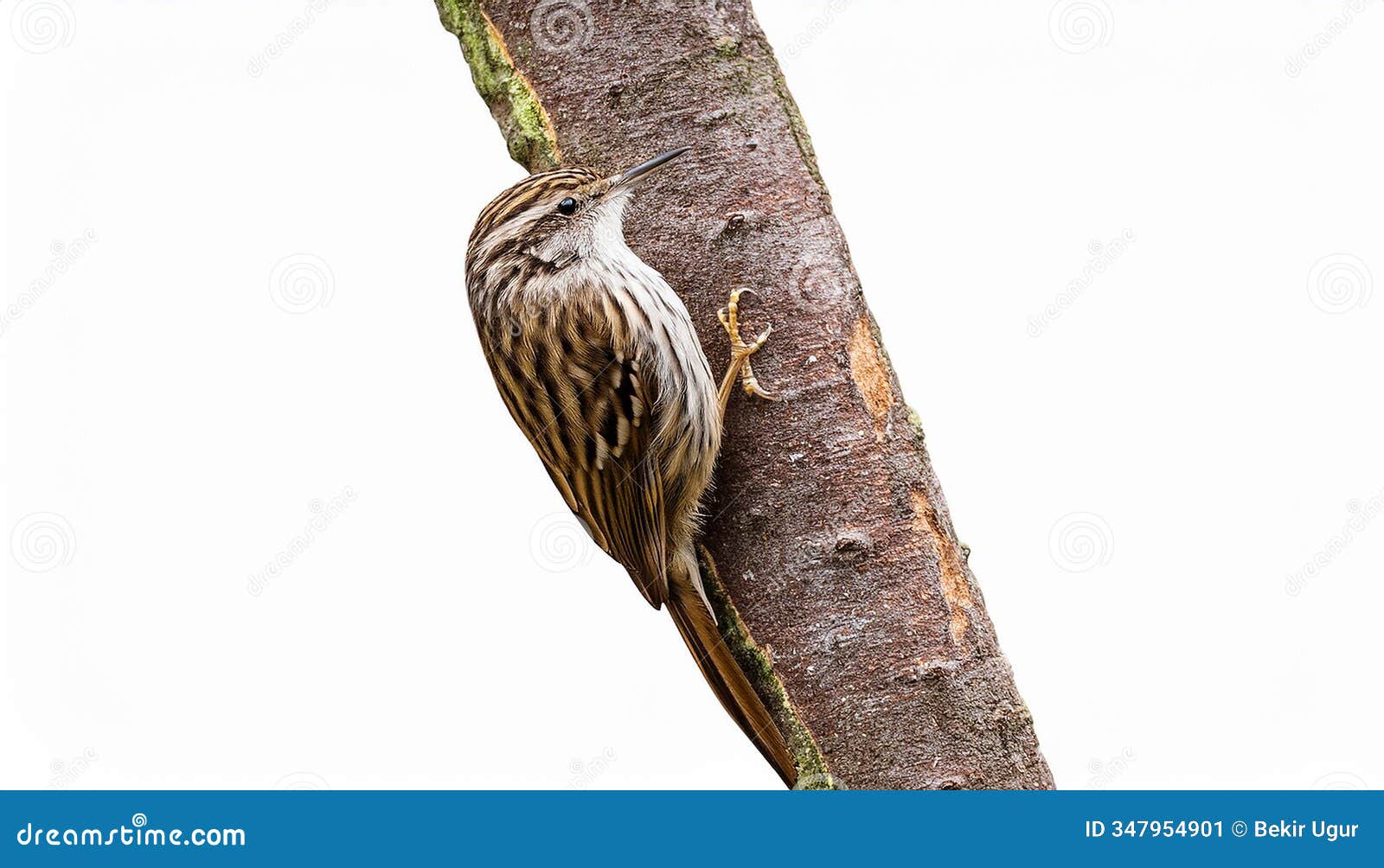tree-scratching bird,  on a white background
