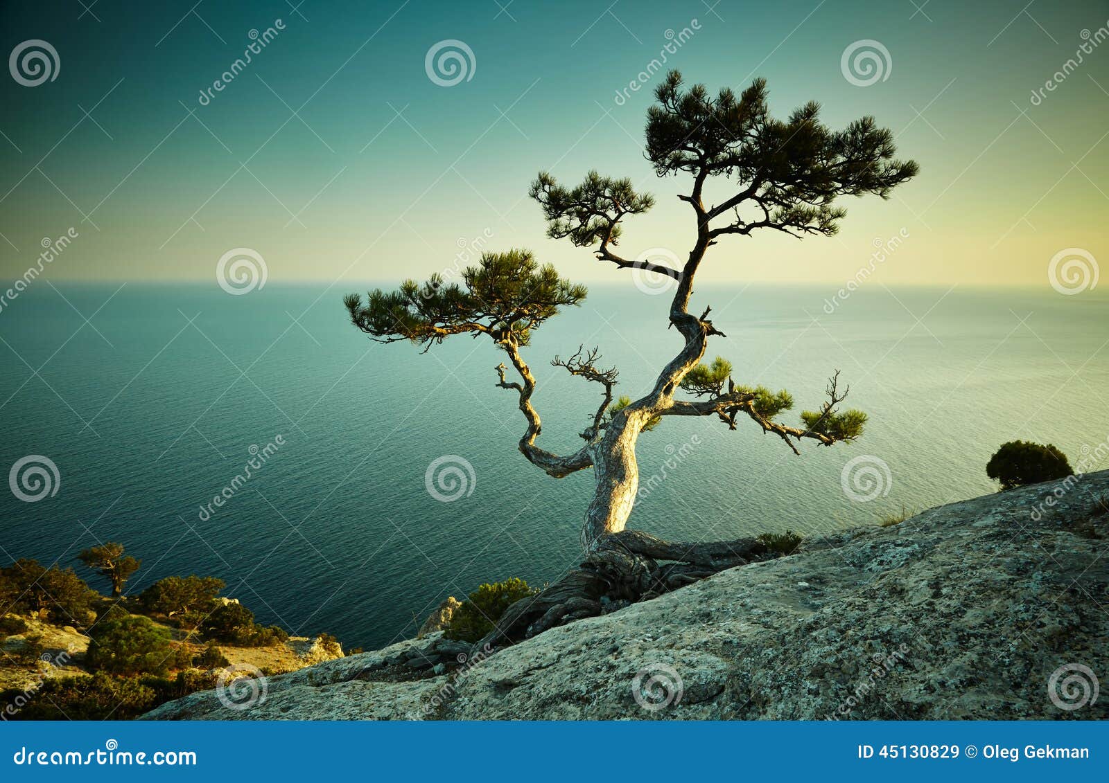 tree and sea at sunset. crimea landscape