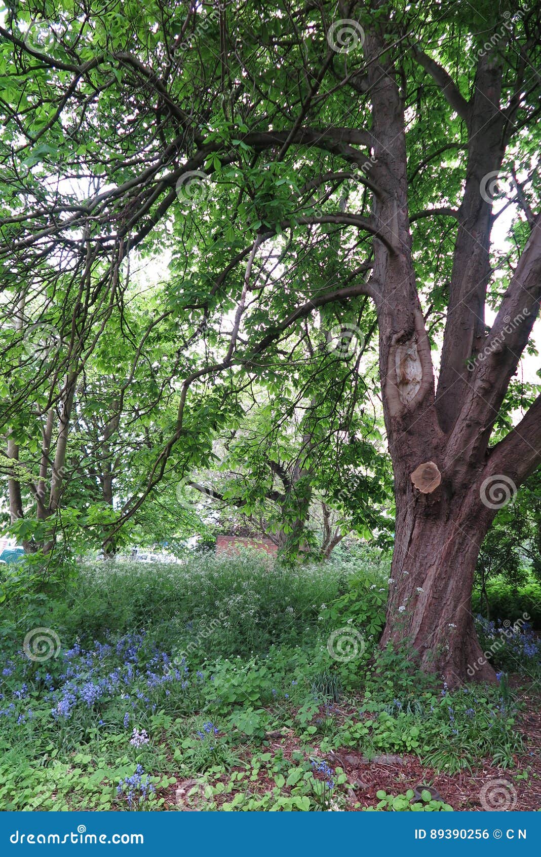 TREE stock photo. Image of spring, leicester, plant, happy 89390256