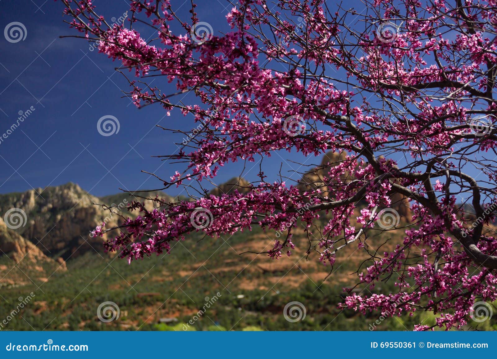 Tree in Sedona, Arizona stock image. Image of landscape 69550361