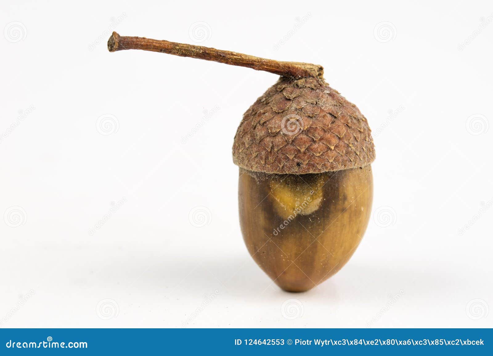 acorn tree seed acorn tree seed