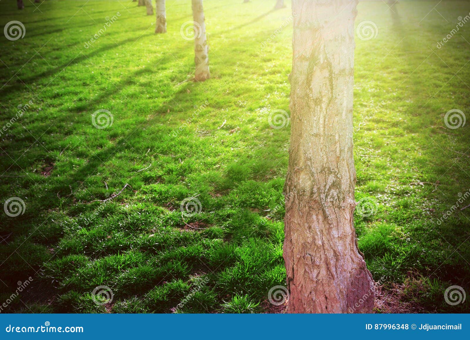 Tree Shadows - Green grass background: Bạn có biết rằng, các bức ảnh chụp bóng cây trên nền cỏ xanh có thể khiến bạn phải ngạc nhiên bởi vẻ đẹp tự nhiên hoàn hảo của chúng. Hãy chiêm ngưỡng những hình ảnh bình yên và lãng mạn với những bóng cây và tia nắng lóng lánh, một điều tuyệt vời để thư giãn trong cuộc sống hiện đại hối hả.