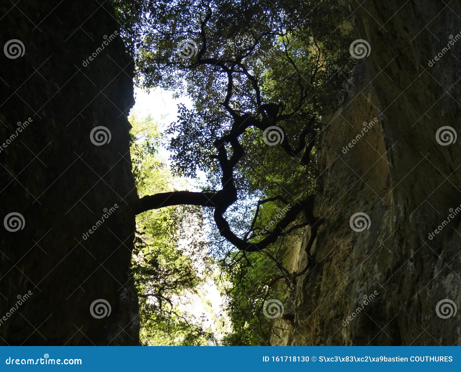 tree in the  of heart or almost in the regalon gorge in luberon in provence