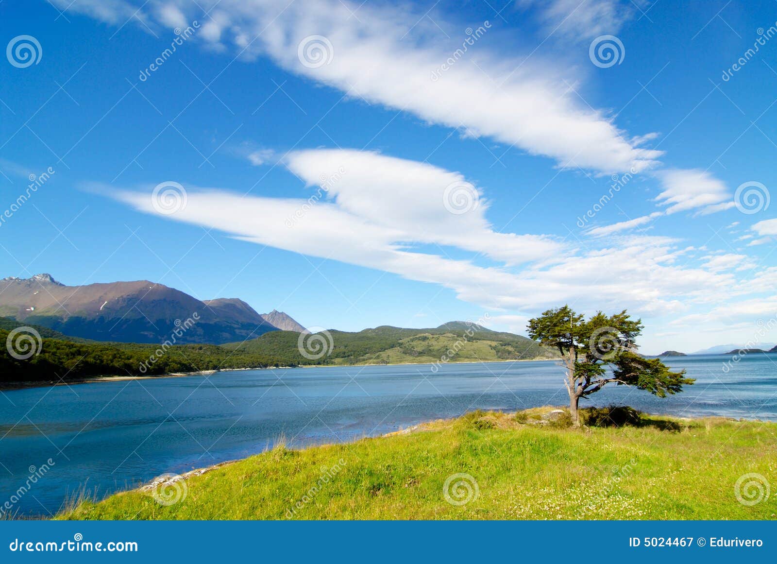 Tree Shaped by the Wind in Patagonia Stock Image Image of nothofagus, argentina 5024467