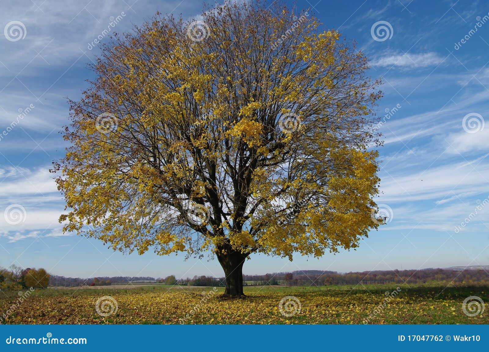 tree shedding leaves stock photography - image: 17047762