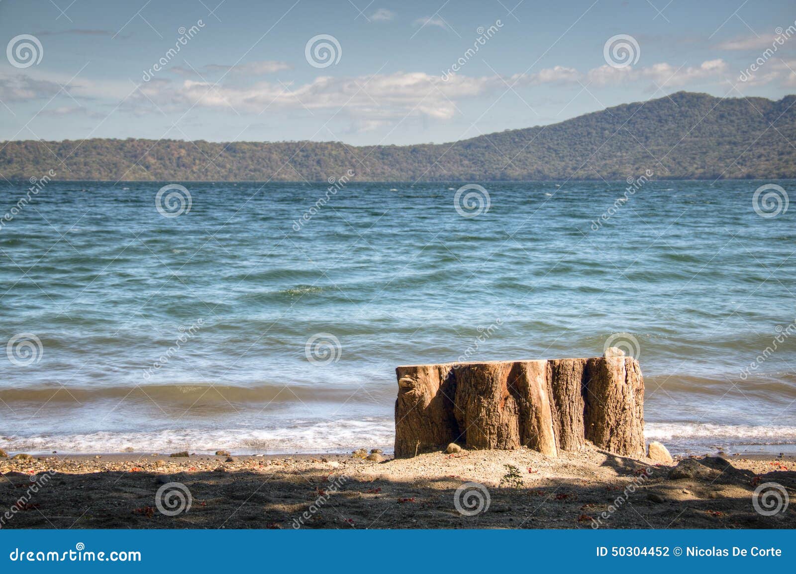 tree at the shore of lake apoyo near granada, nicaragua