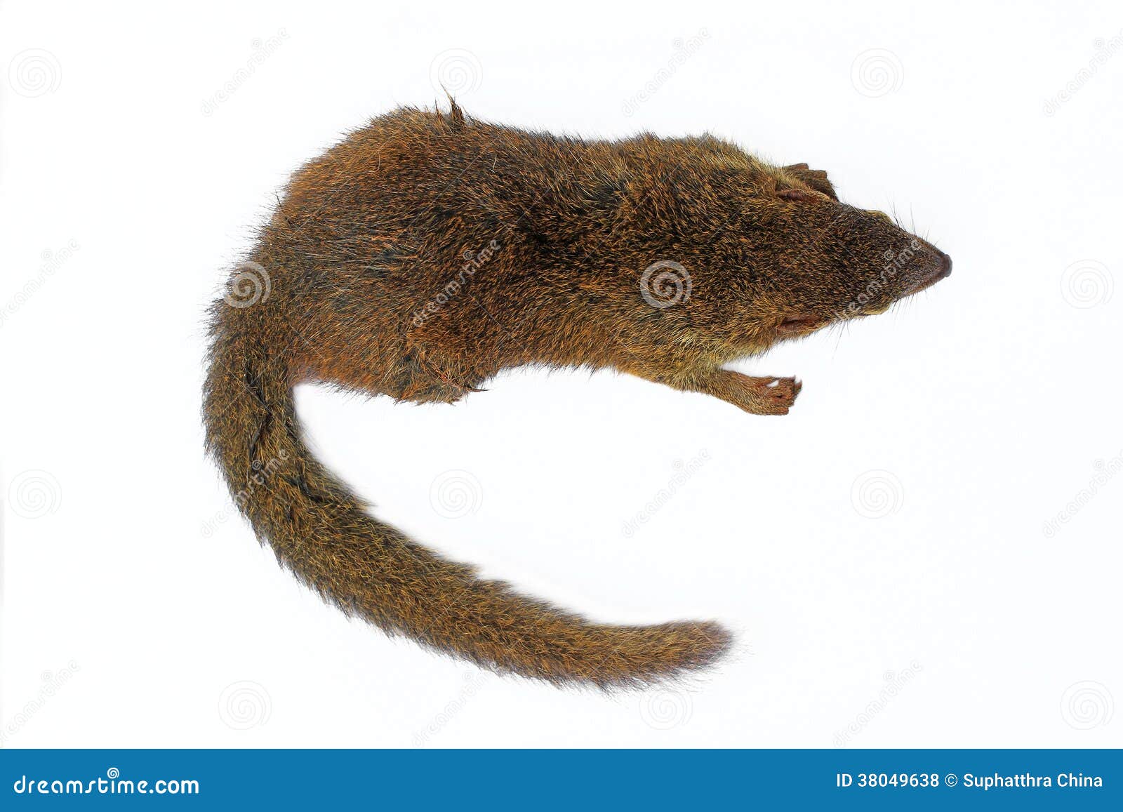 Tree Shrew stock photo. Image of wildlife, isolated, wild 38049638