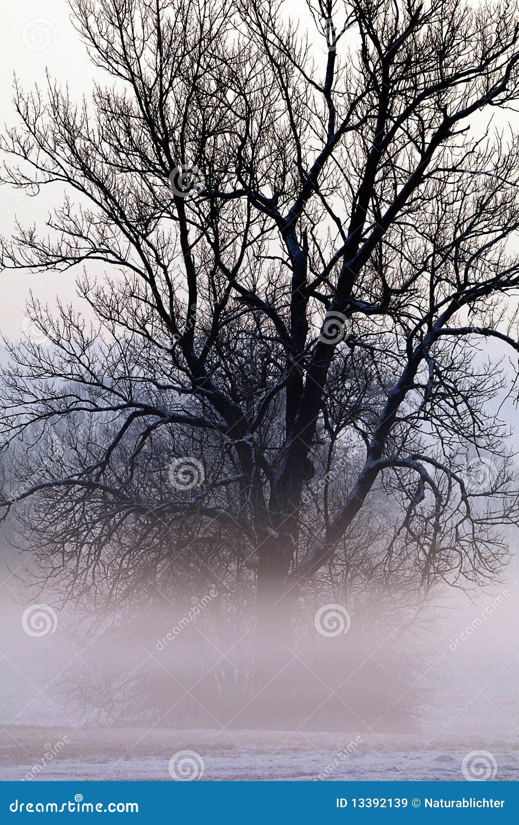 tree shrouded in mist