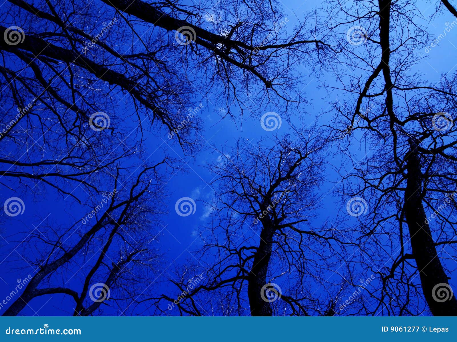 Tree silhouette stock image. Image of blue, horizontal - 9061277