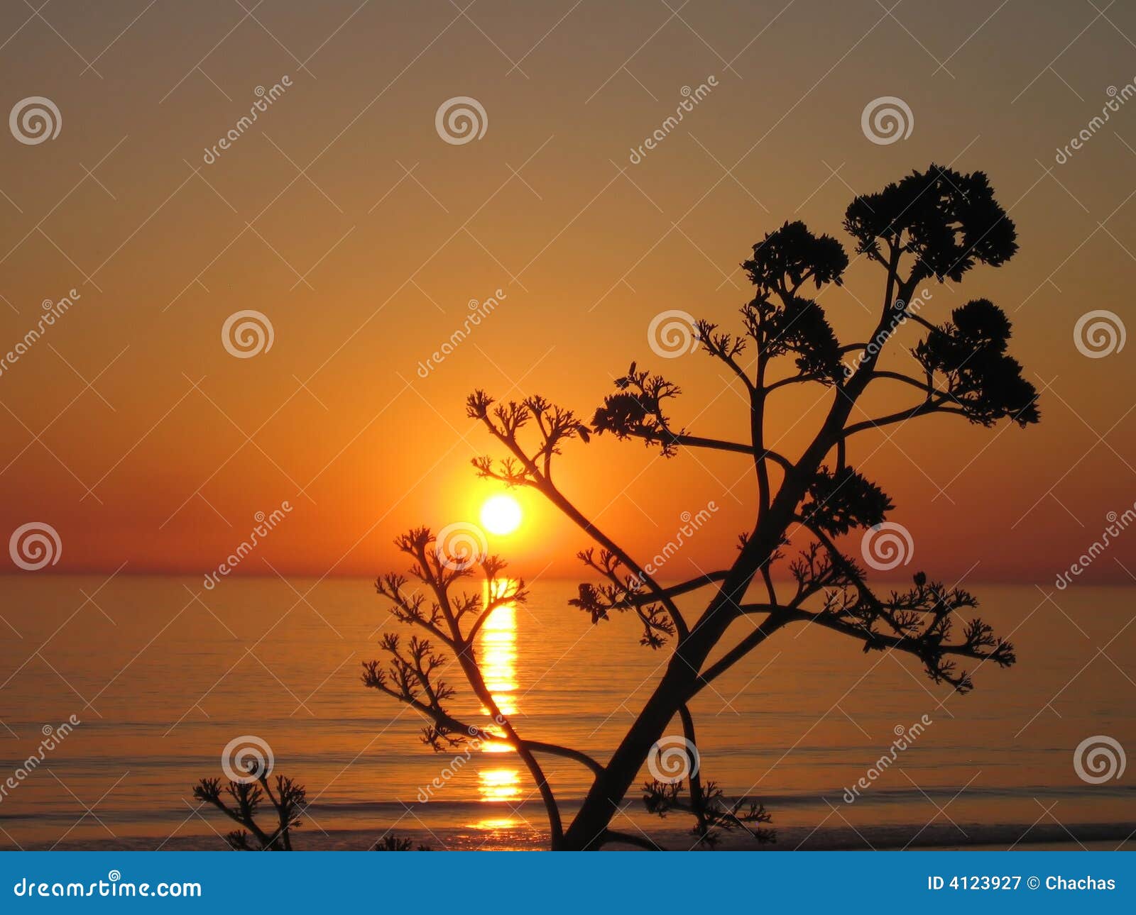 Tree silhouette at sunset stock image. Image of waves - 4123927