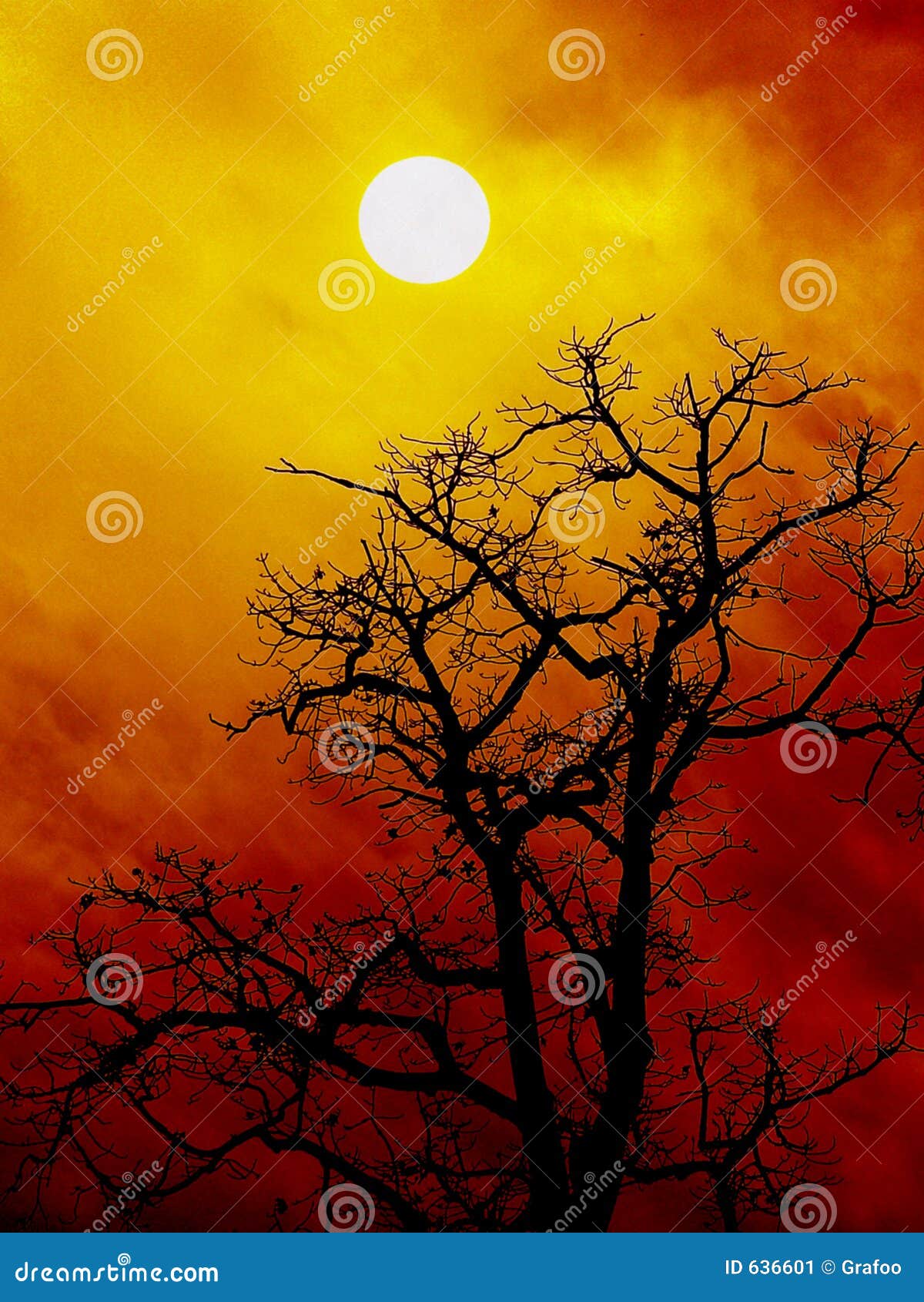 Tree silhouette at sunset stock image. Image of limbs, winter - 636601