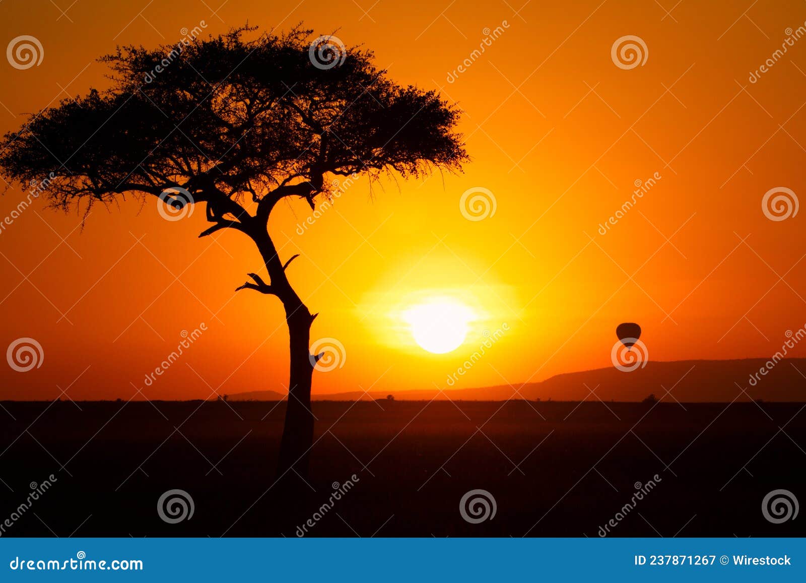 tree silhoutte and a skyball at scenic sunset in kenya