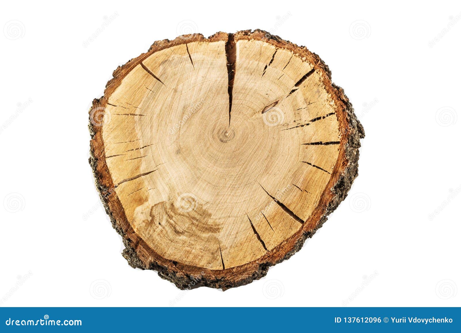 Dendrochronology & Tree Rings: Science Project for Kids