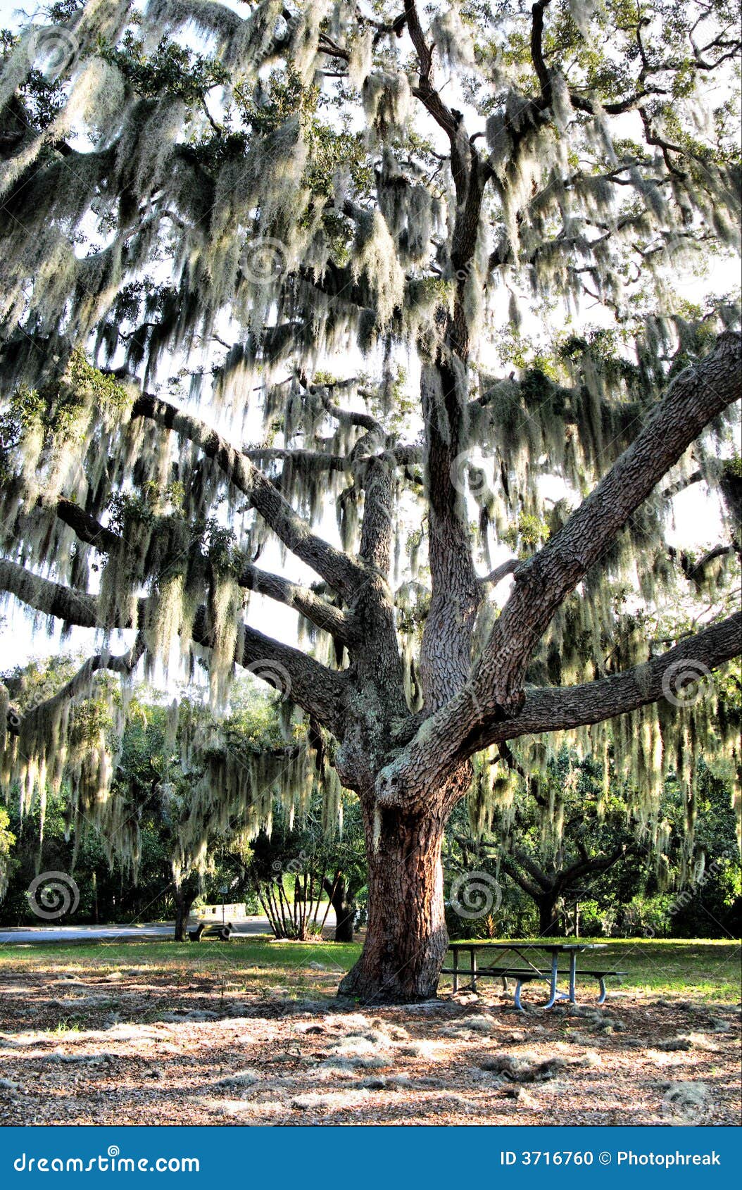 download spanish moss tree for free download spanish moss tree for free