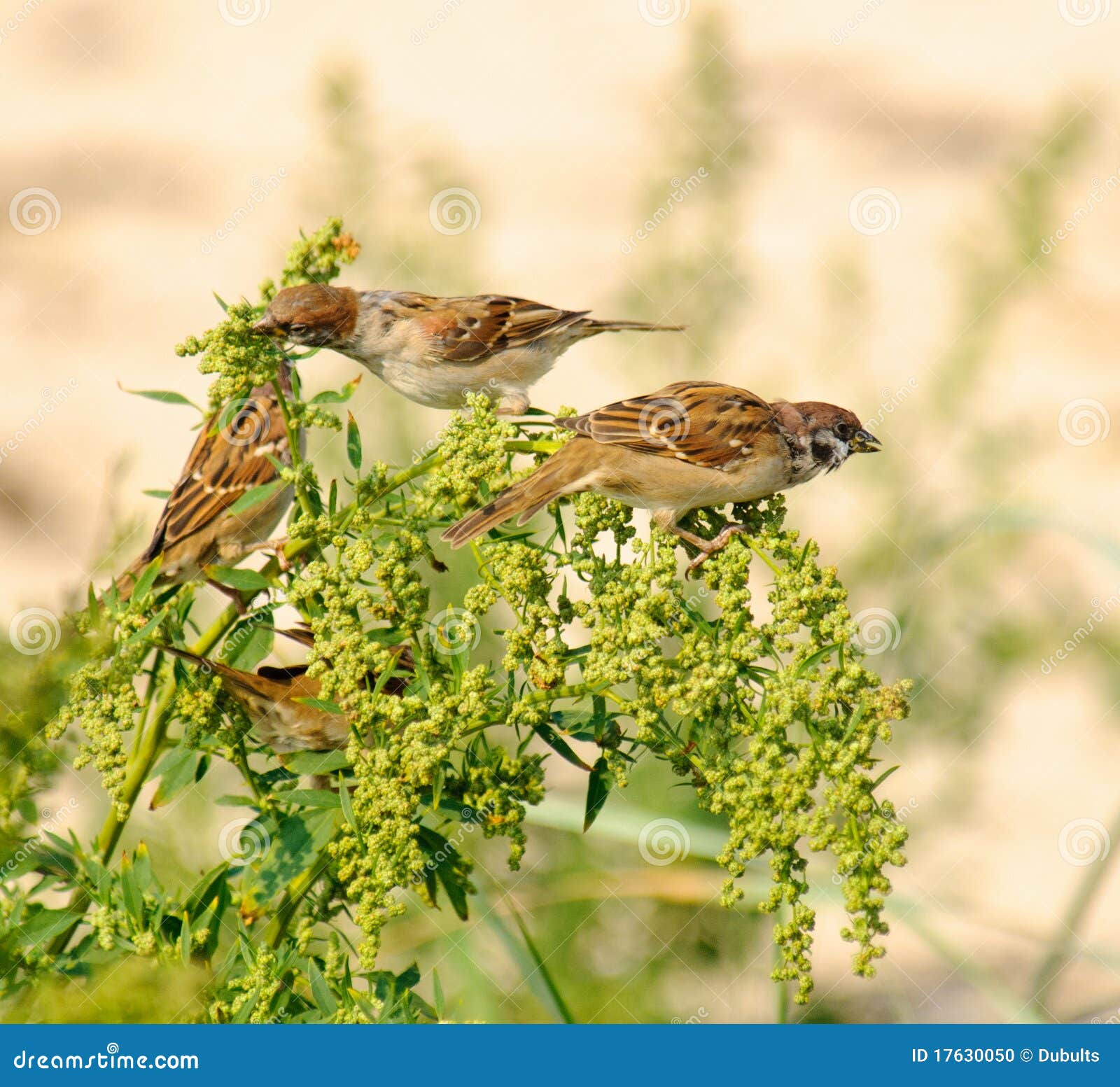 tree sparrows passer montanus