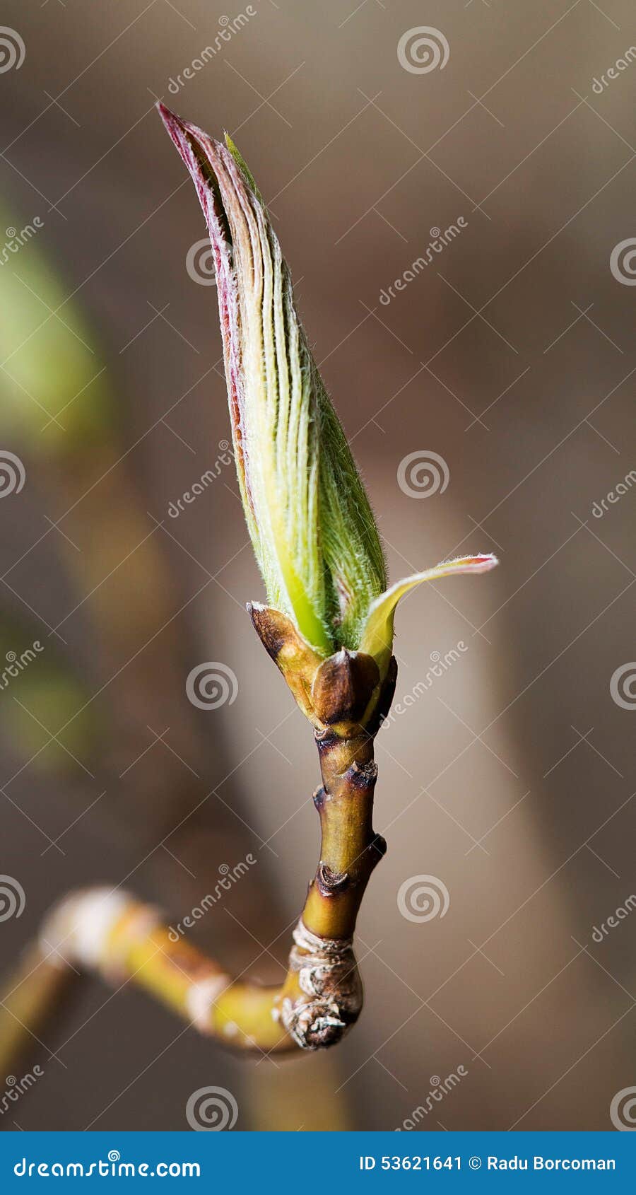 Tree sprout stock image. Image of ontario, april, sprout 53621641
