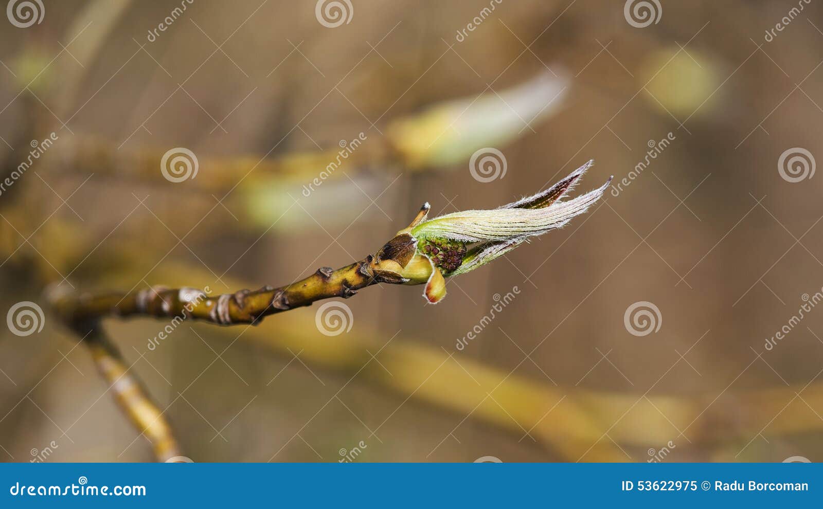 Tree sprout 01 stock image. Image of tree, ontario, leafs 53622975