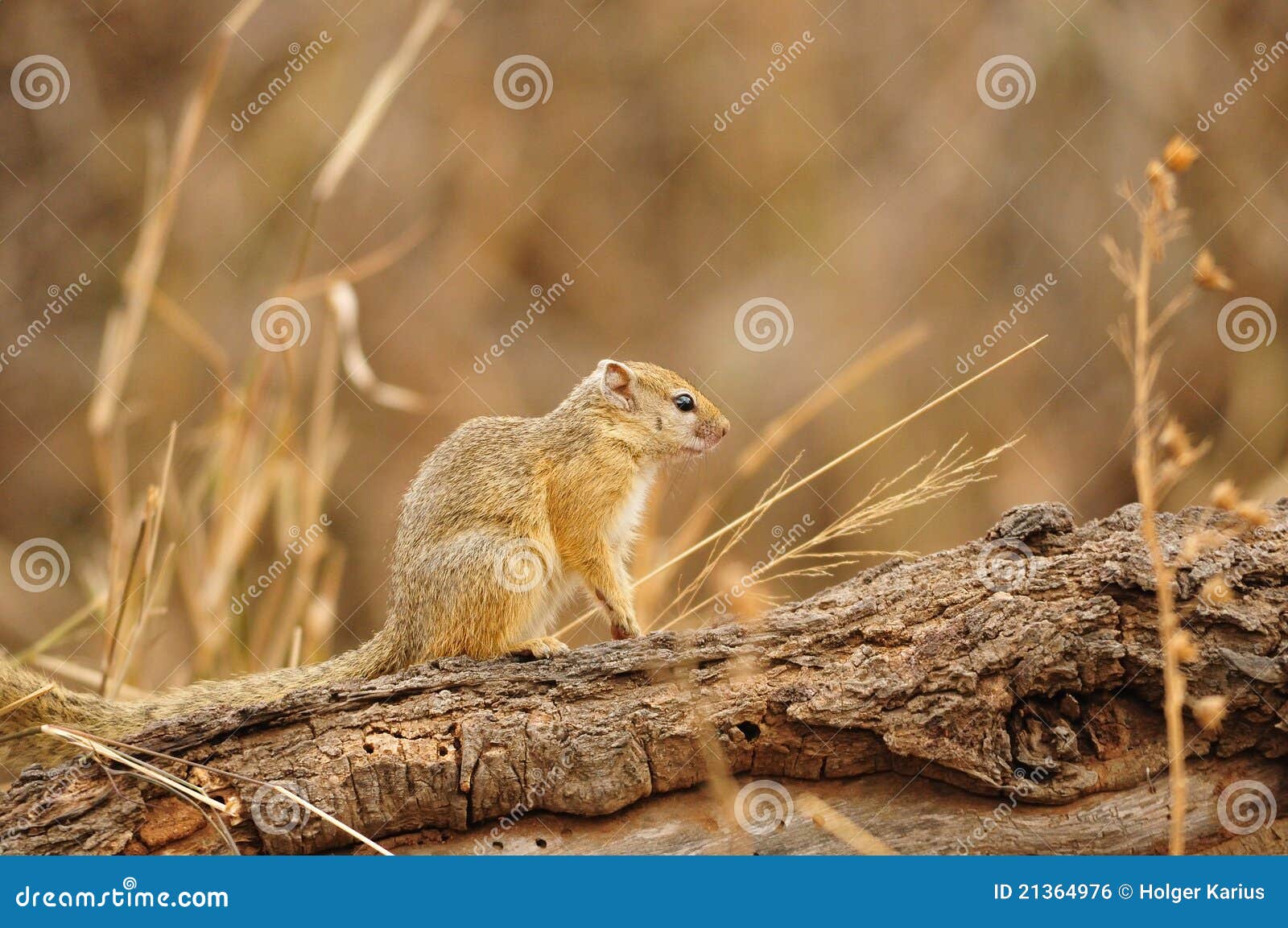 Tree Squirrel (Paraxerus Cepapi) Stock Photo Image of mammal, branch