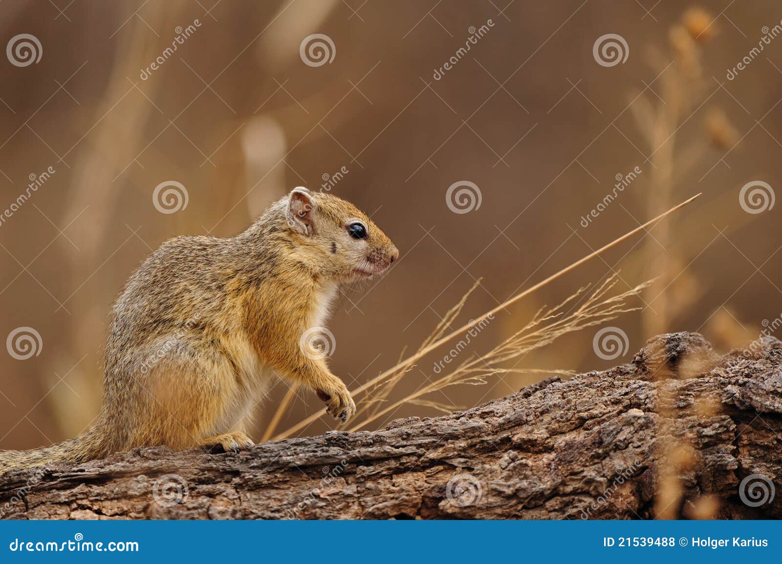 Tree Squirrel (Paraxerus Cepapi) Stock Photo Image of cepapi, fauna