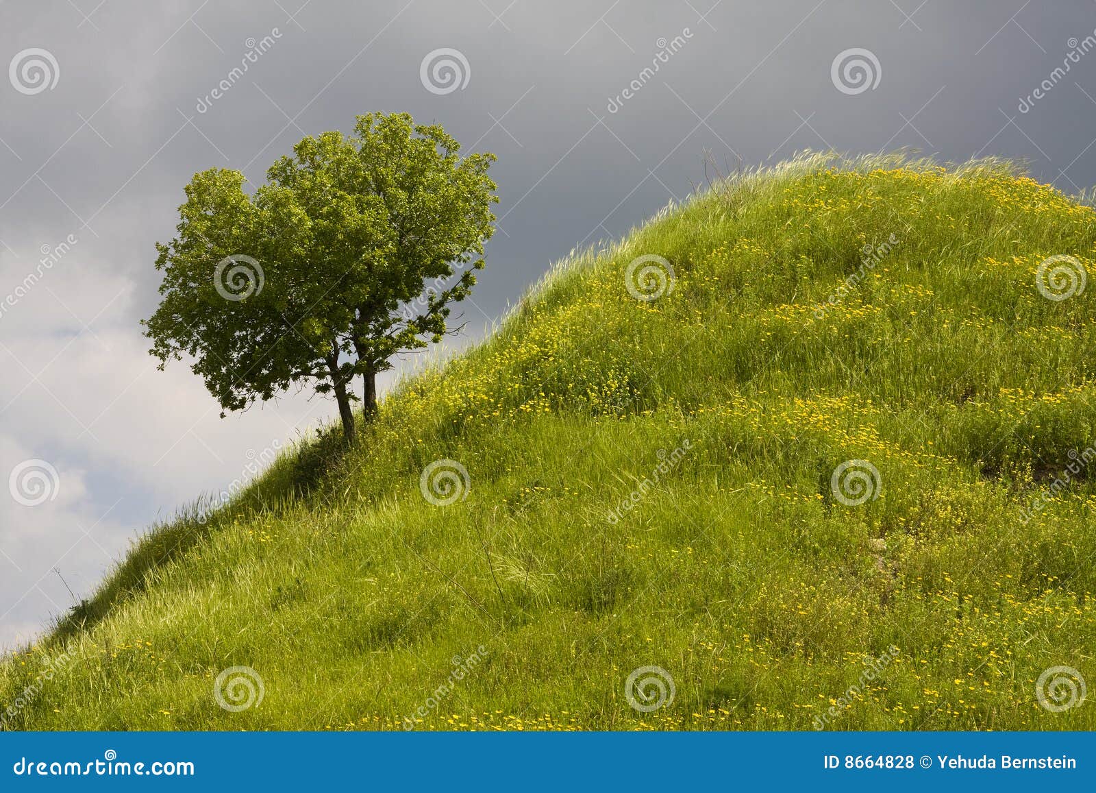 tree on steep hillside