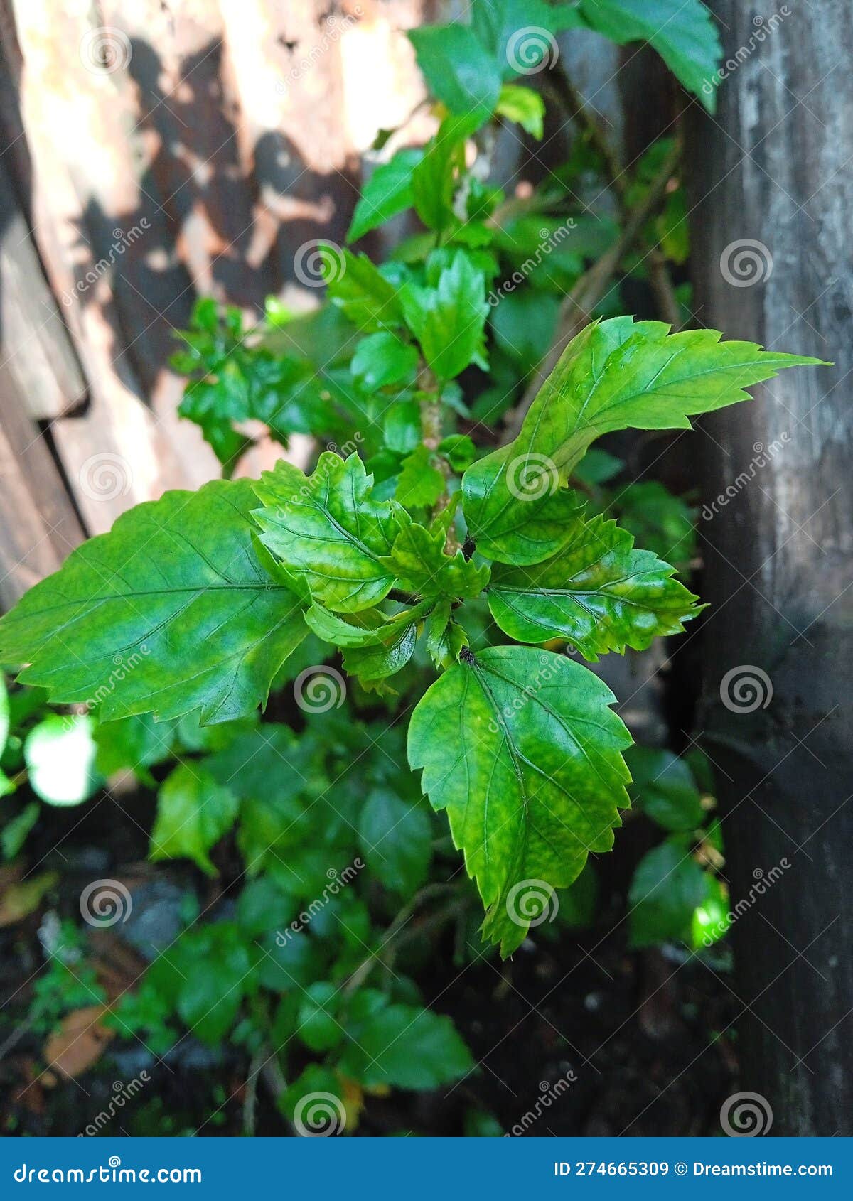 Flowering shoe trees stock image. Image of evergreen 274665309