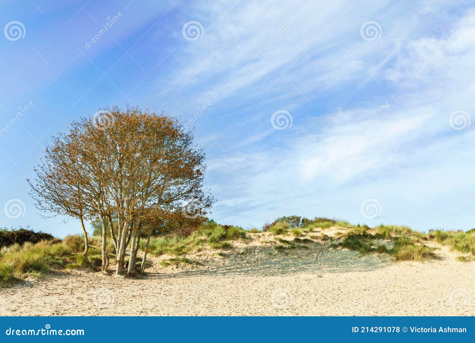 Tree at Studland`s Shell Bay, Dorset, Uk Stock Photo Image of trust
