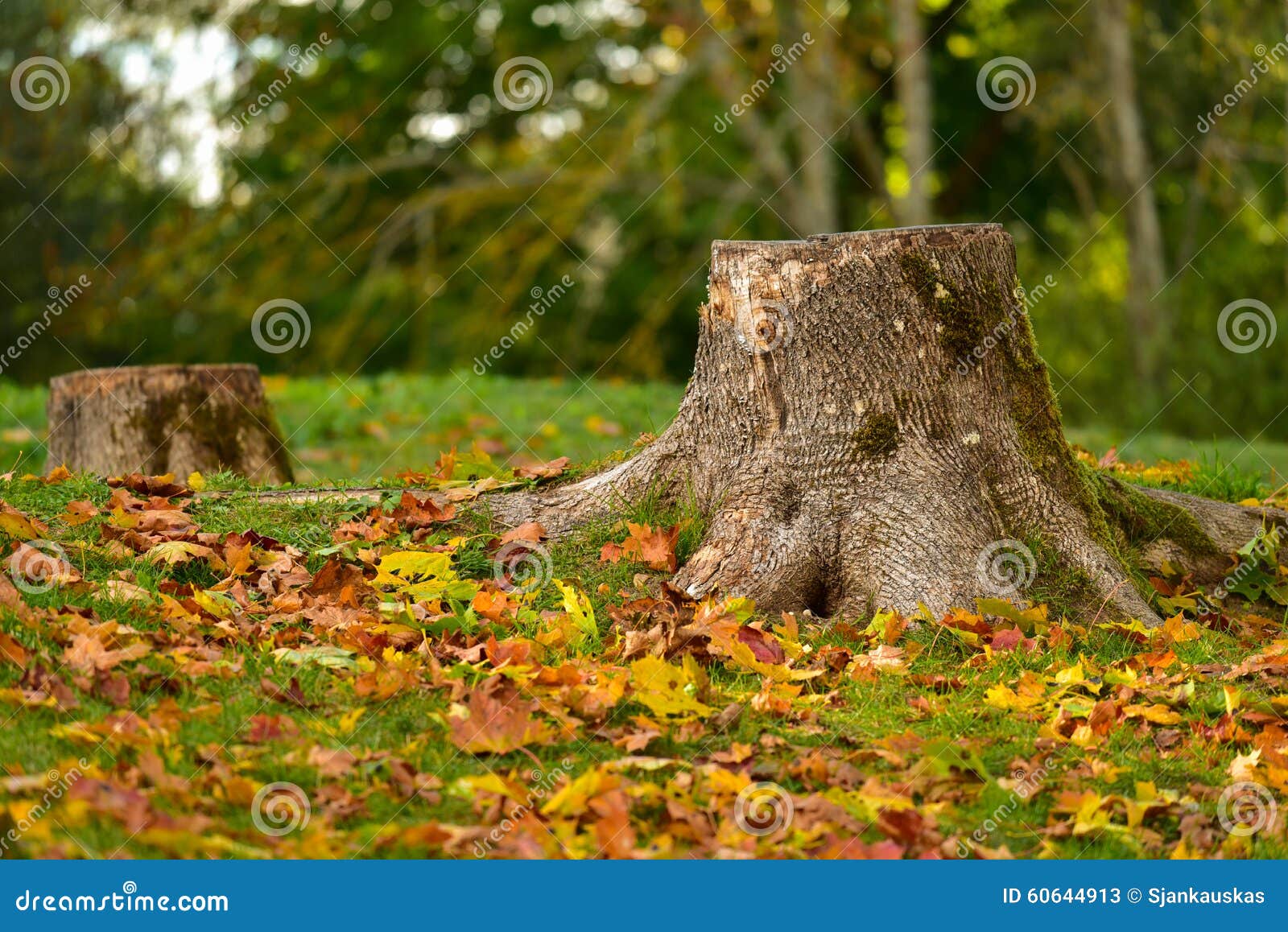 tree stump autumn nature landscape