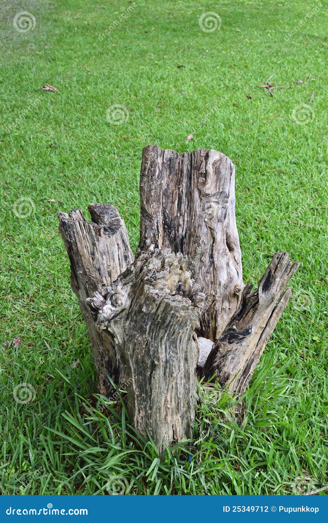 Tree stump on grass stock photo. Image of outdoor, environment 25349712