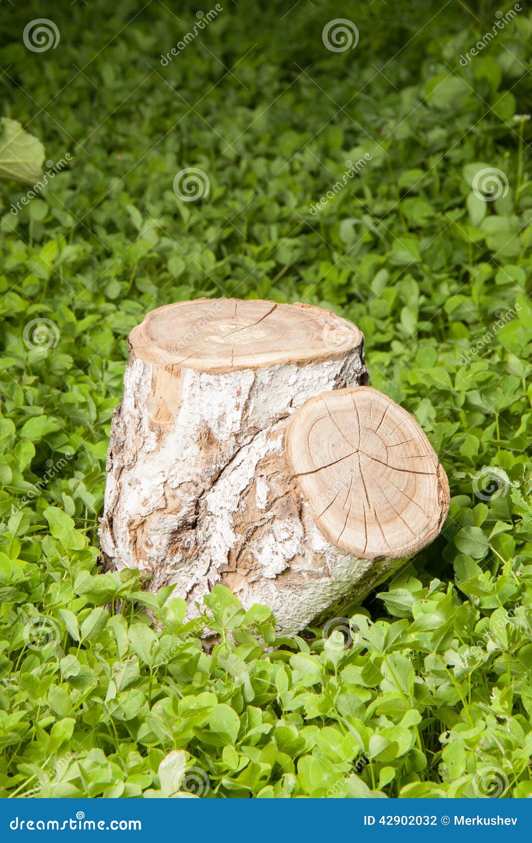 Tree stump on the grass stock photo. Image of stump, ecology 42902032