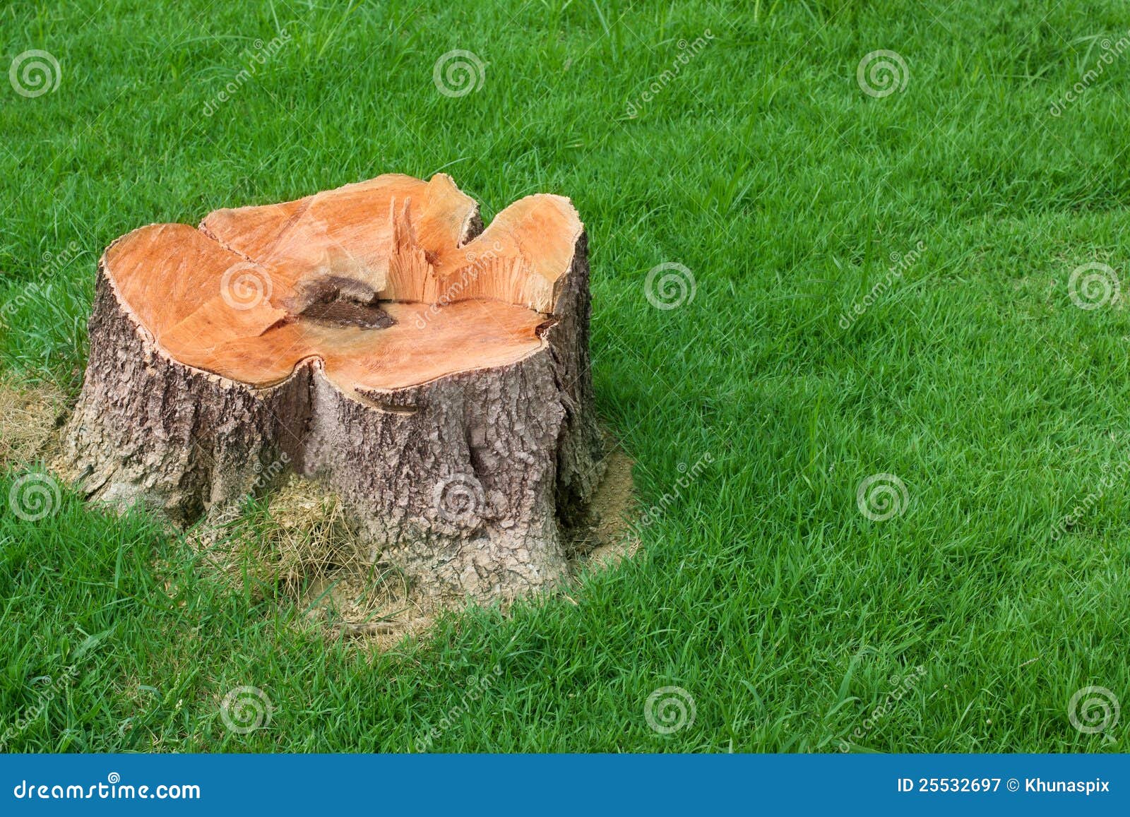 tree stump and green grass field manage