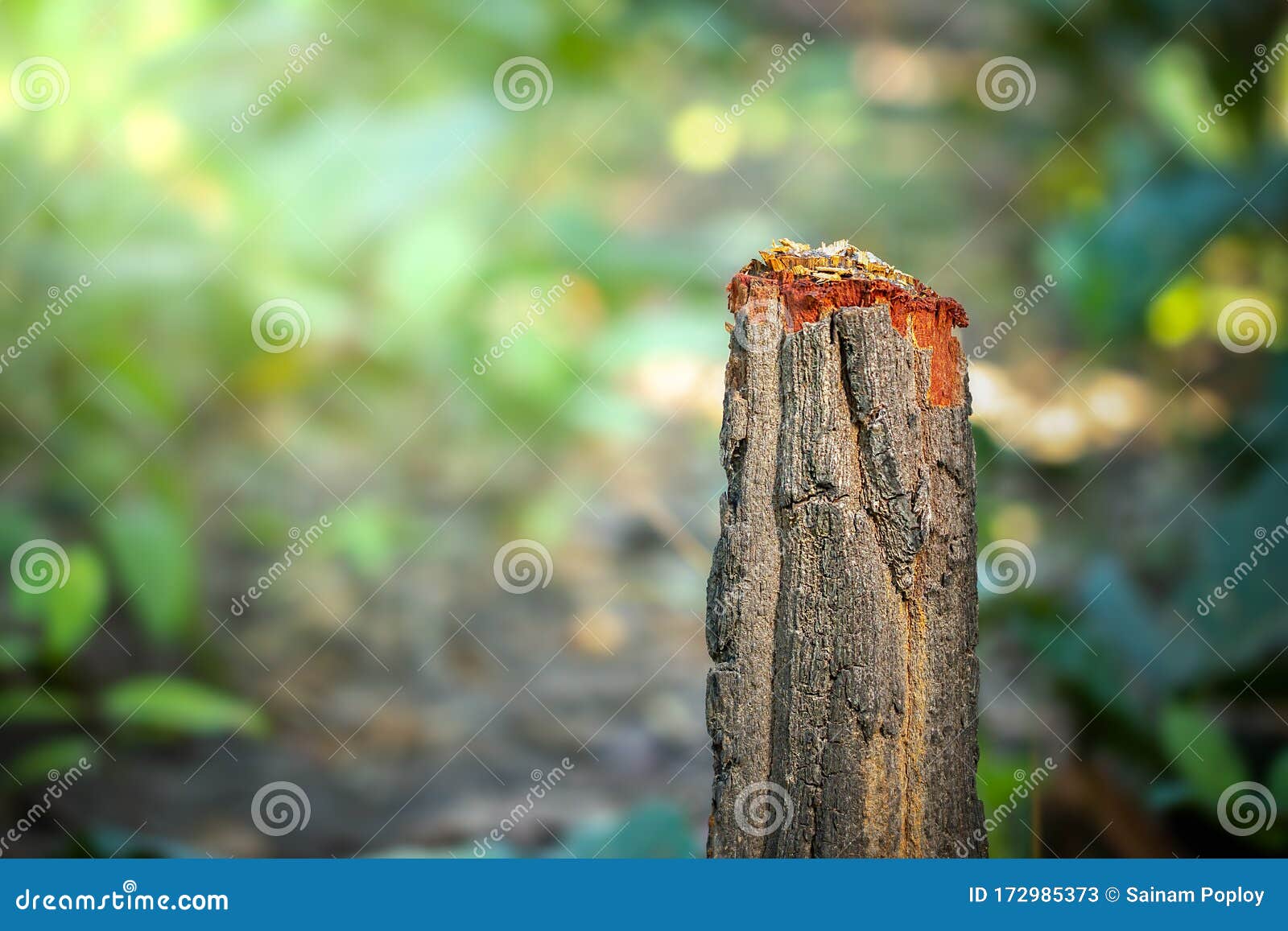 Tree Stump and Green Natural Background in Forest. Stock Image - Image of  closeup, mountain: 172985373