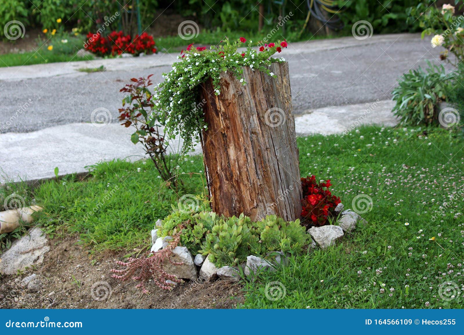 Tree Stump Left As Garden Decoration Used As Flower Pot Surrounded