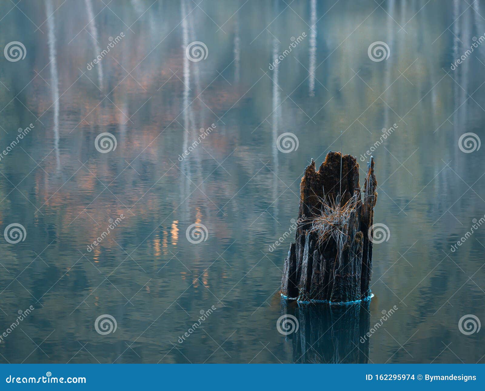 Tree Stump Mirroring in the Lake in Autumn Day Stock Photo Image of