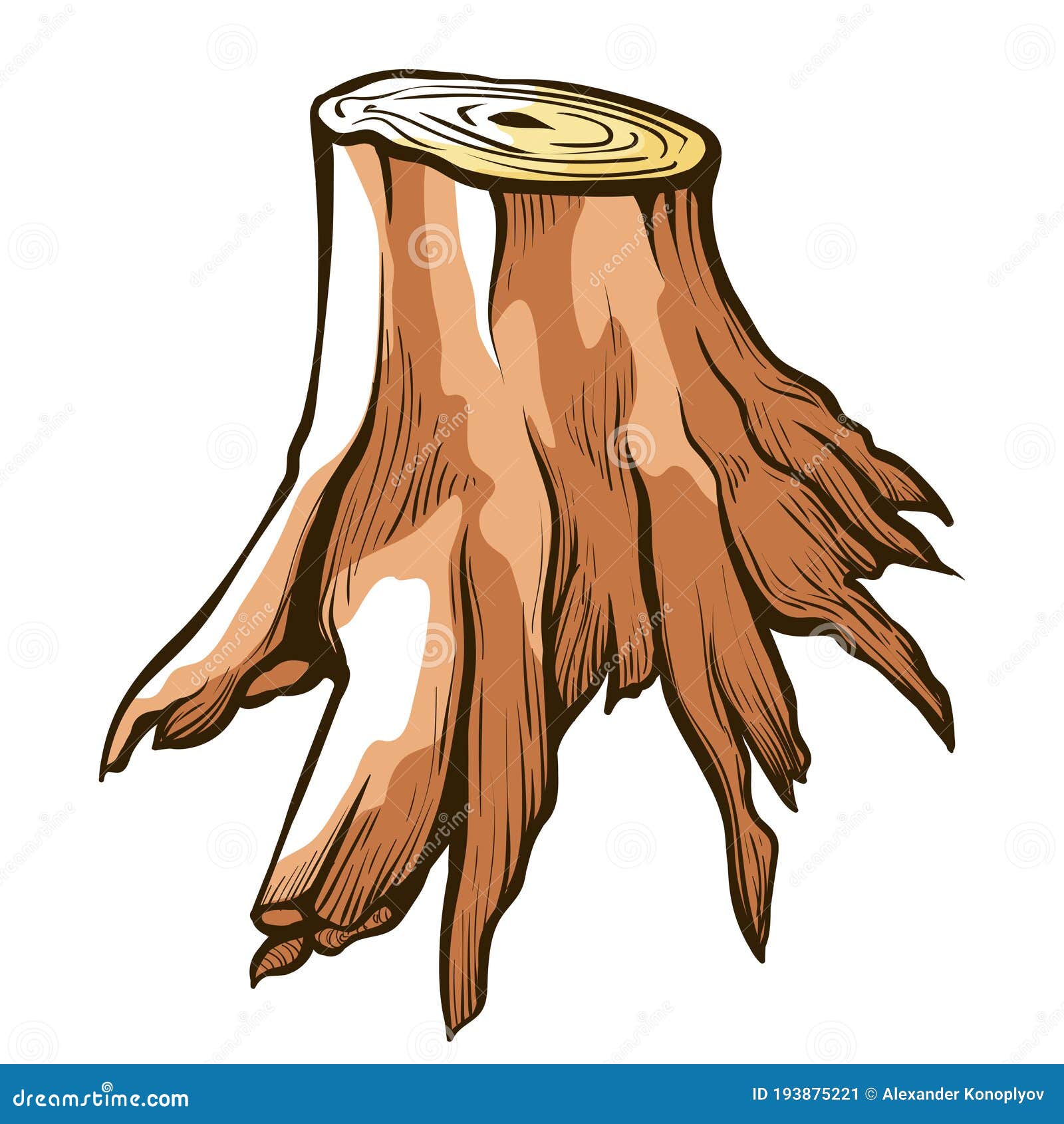photo Tree Trunk Drawing Images dreamstime com