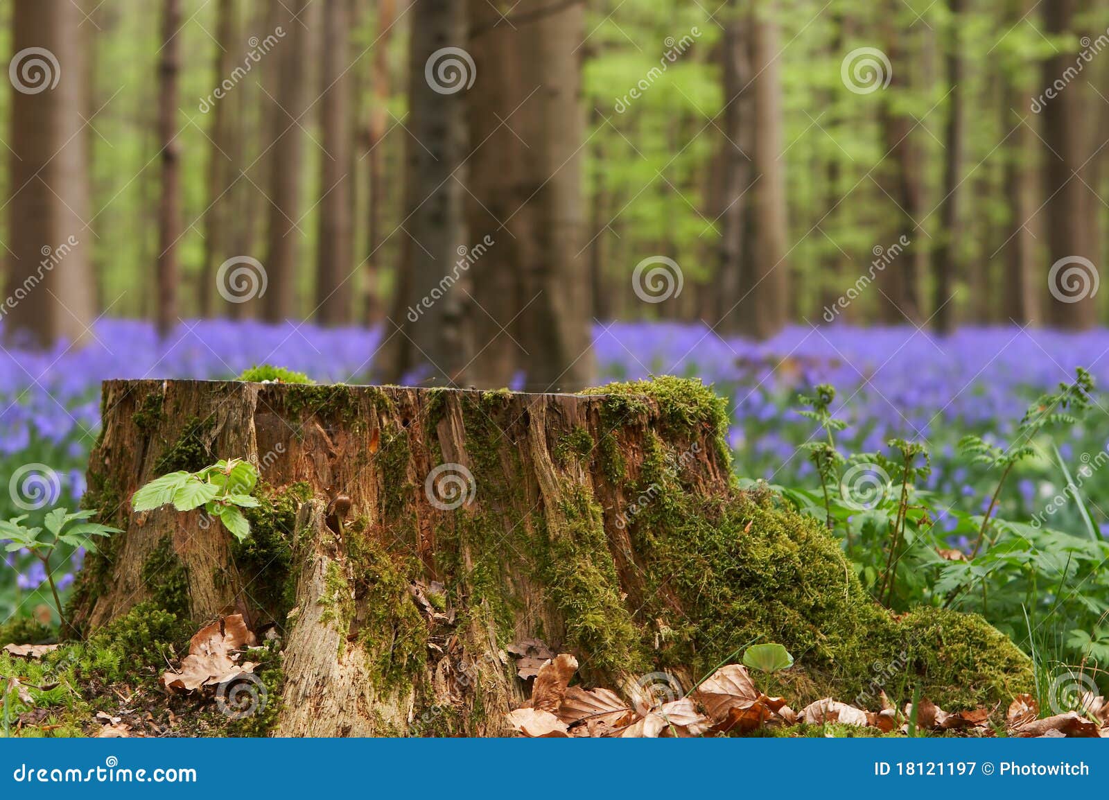 tree stump in springtime