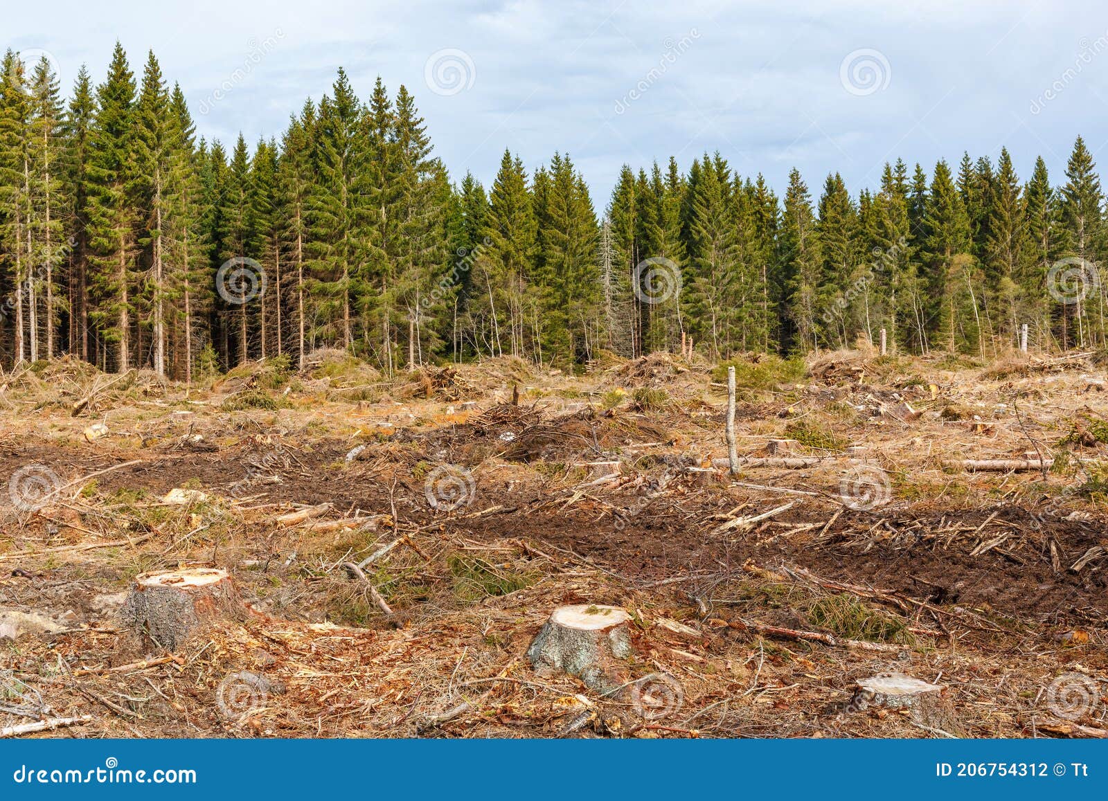 Tree Stumps in a Clear Cutting Stock Photo Image of stumps, trees