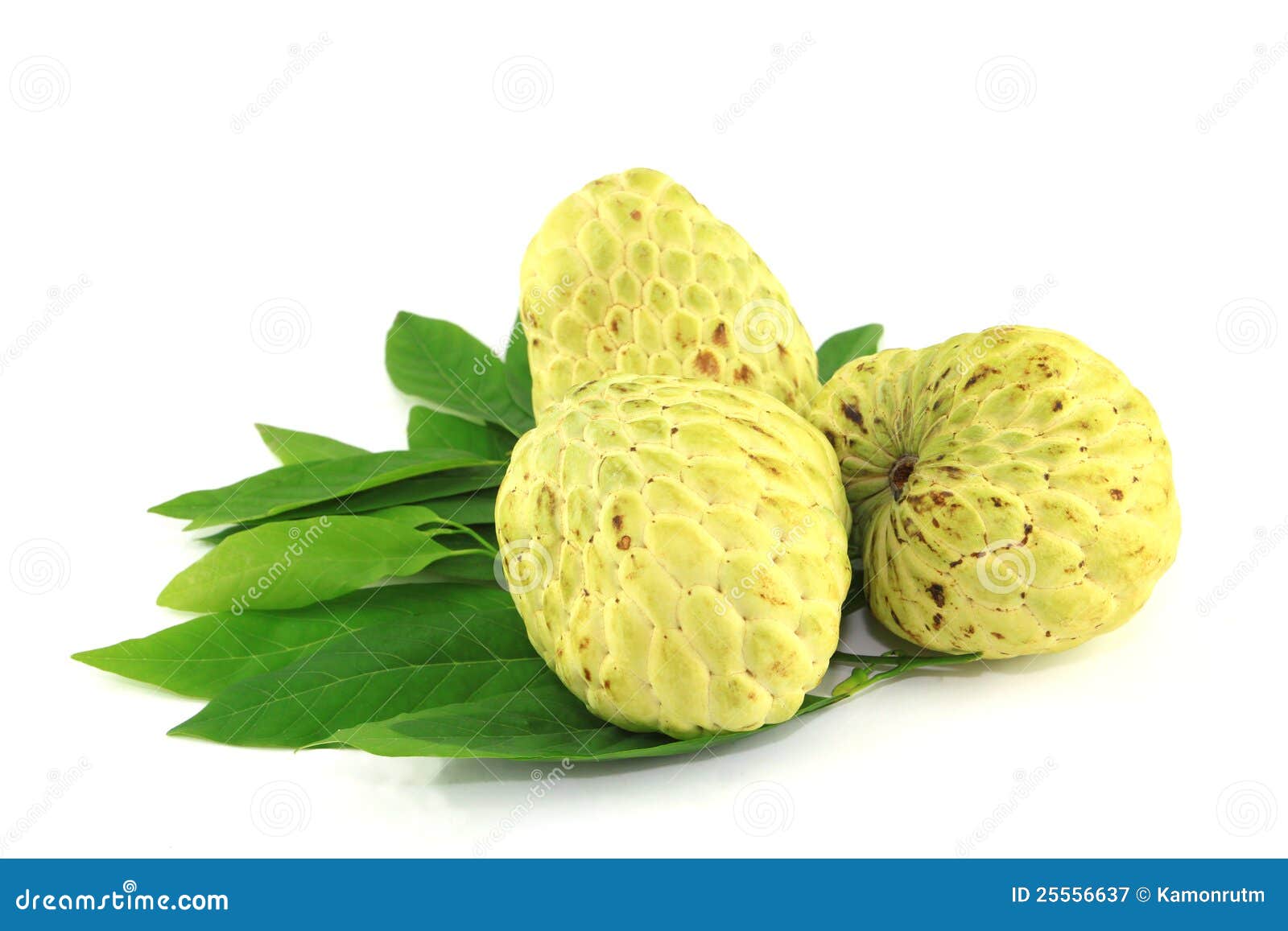 Tree Sugar Apple and Leaves Stock Image Image of sugar, round 25556637