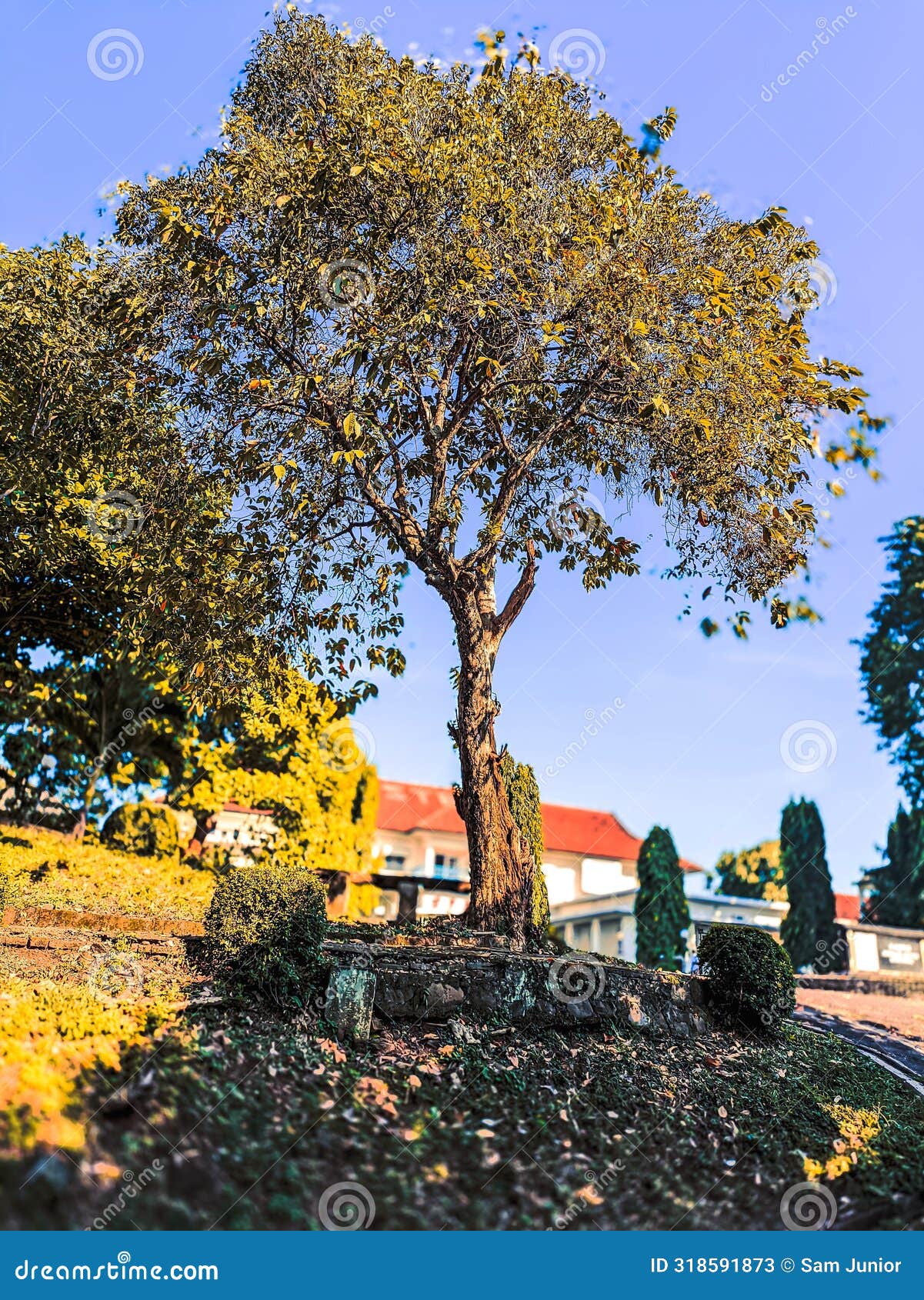 tree with summer mood