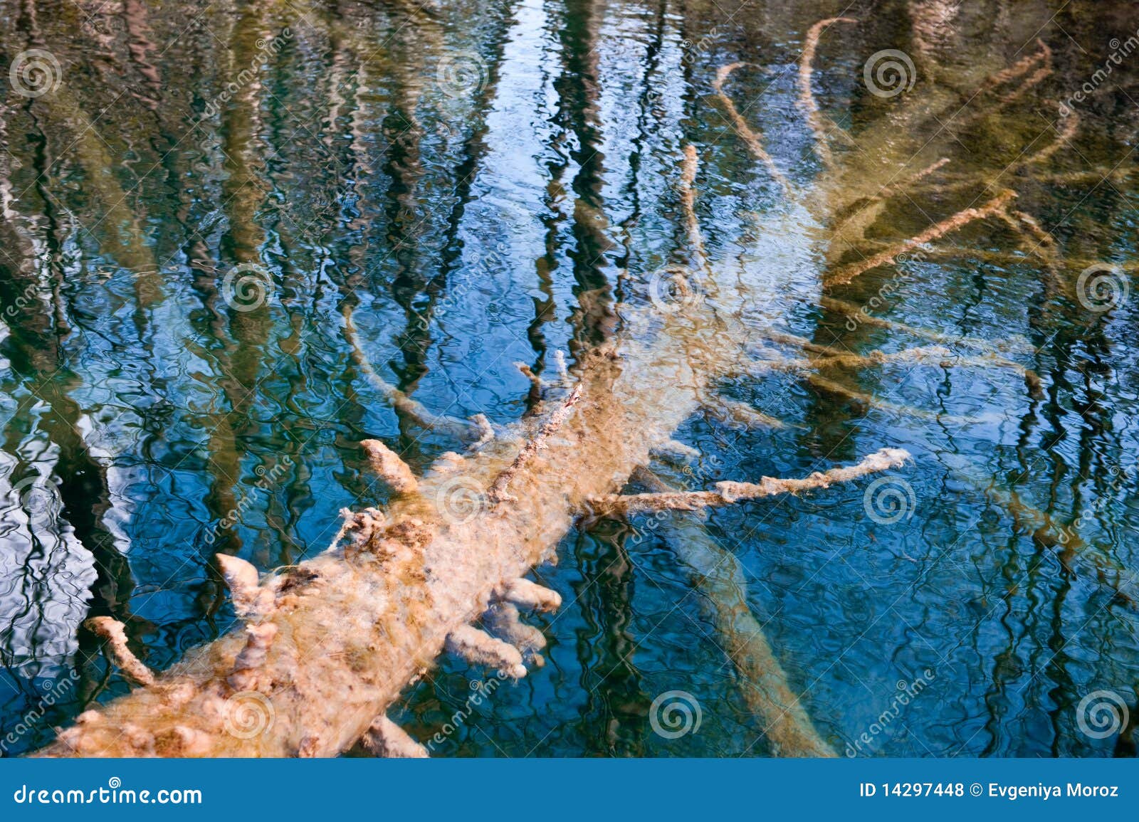 a tree sunk in water