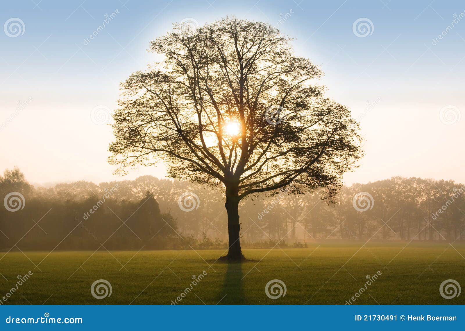 tree in sunrise with backlit