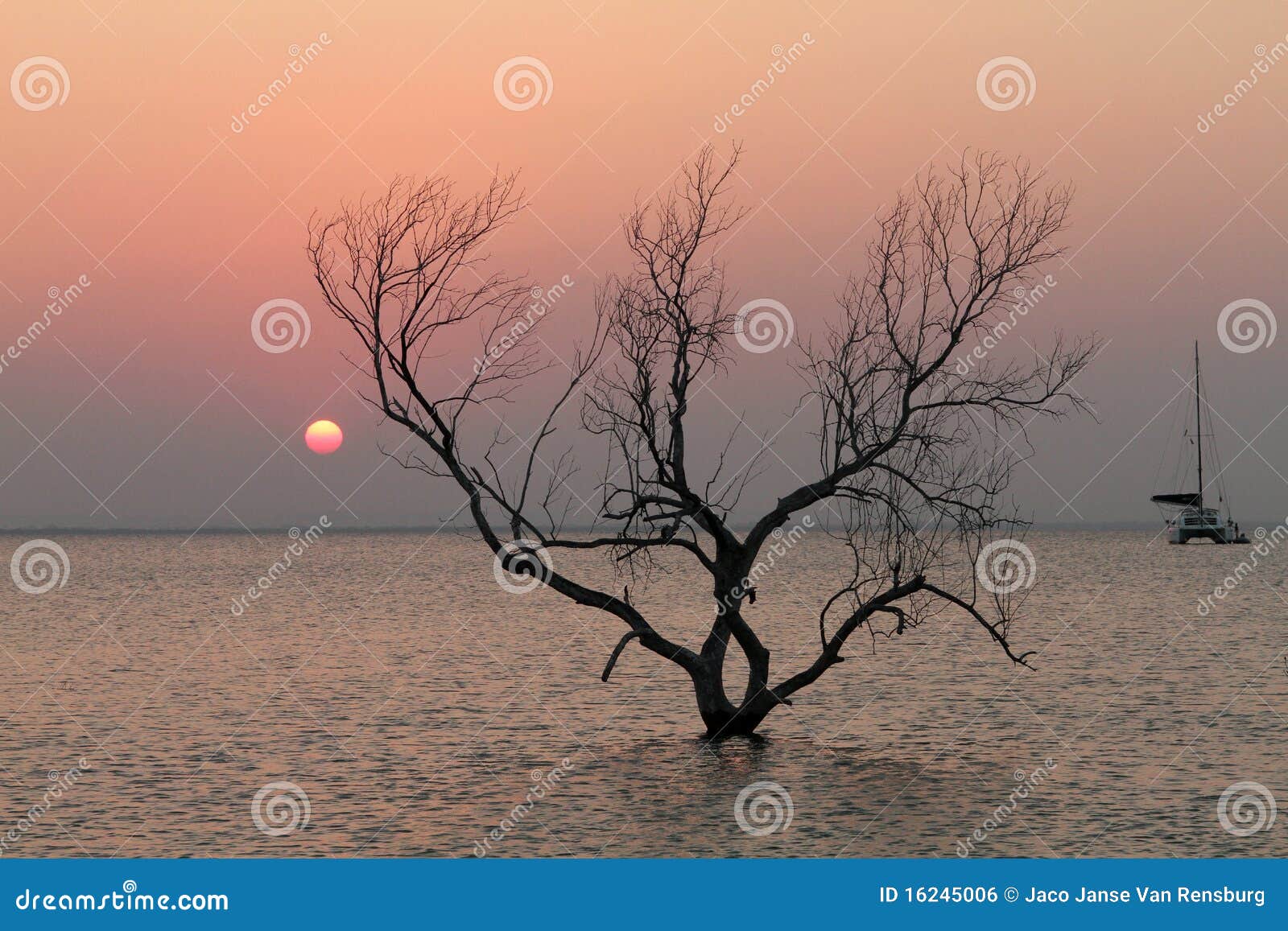 Tree at sunset on beach stock photo. Image of mozambique - 16245006