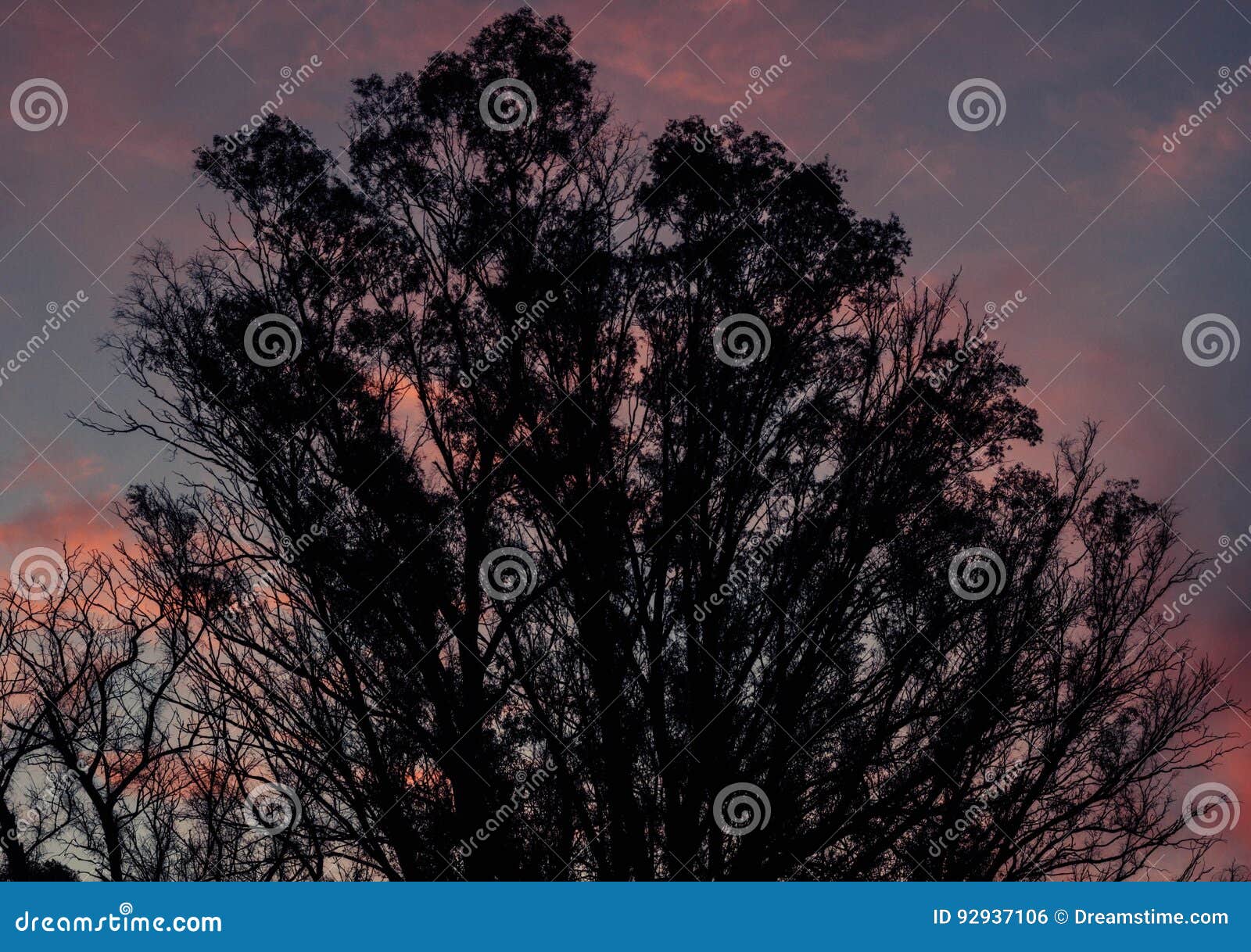 tree in the sunset